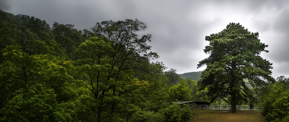 El cedro dulce real, entero