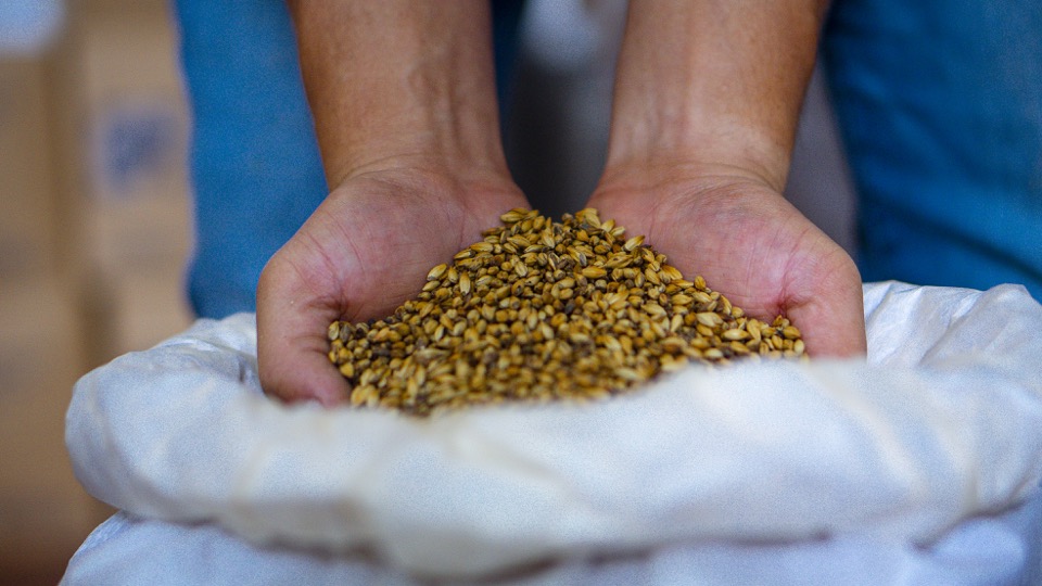 Molienda, grano en la mano