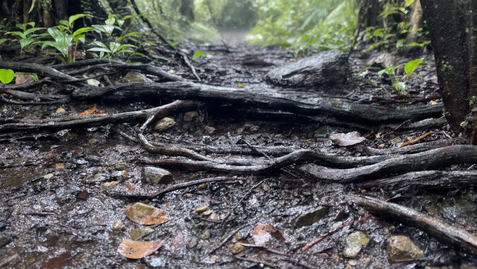 Raíces en el bosque: suelo húmedo, raíces y tierra.